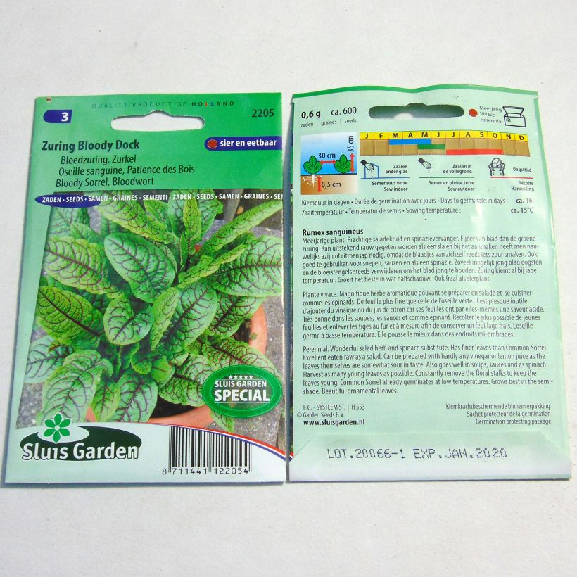 Exemple de spécimen de Oseille sanguine - Rumex sanguineus Graines tel que livré