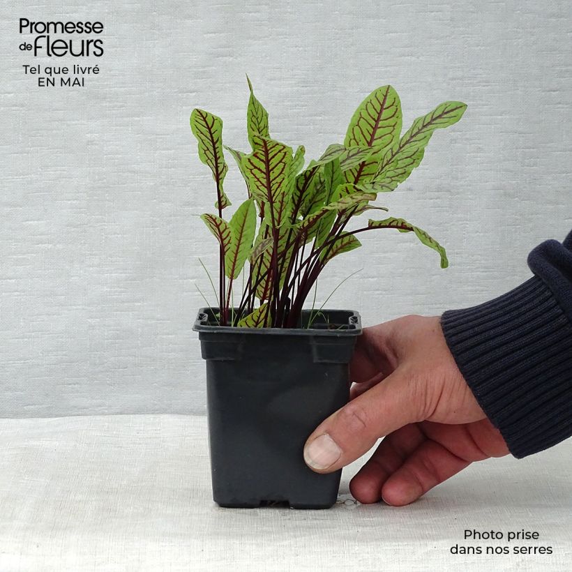 Spécimen de Oseille sanguine - Rumex sanguineus Godet de 8 cm tel que livré au printemps