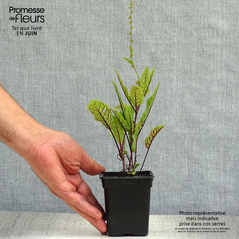 Spécimen de Oseille sanguine - Rumex sanguineus Godet de 8/9 cm tel que livré en été