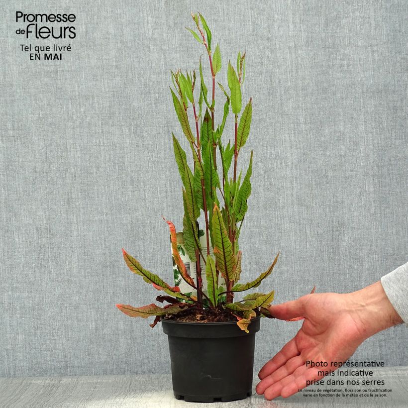 Spécimen de Oseille sanguine - Rumex sanguineus pot de 1.5L/2L tel que livré au printemps