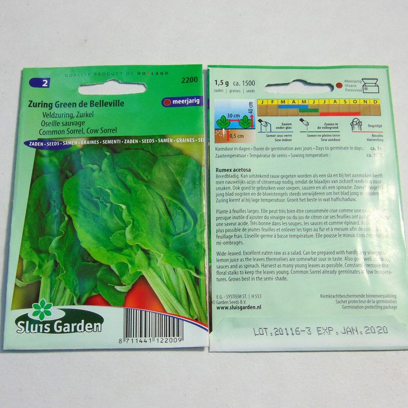 Exemple de spécimen de Oseille sauvage - Rumex acetosa - graines le sachet de 1500 graines (1g) tel que livré