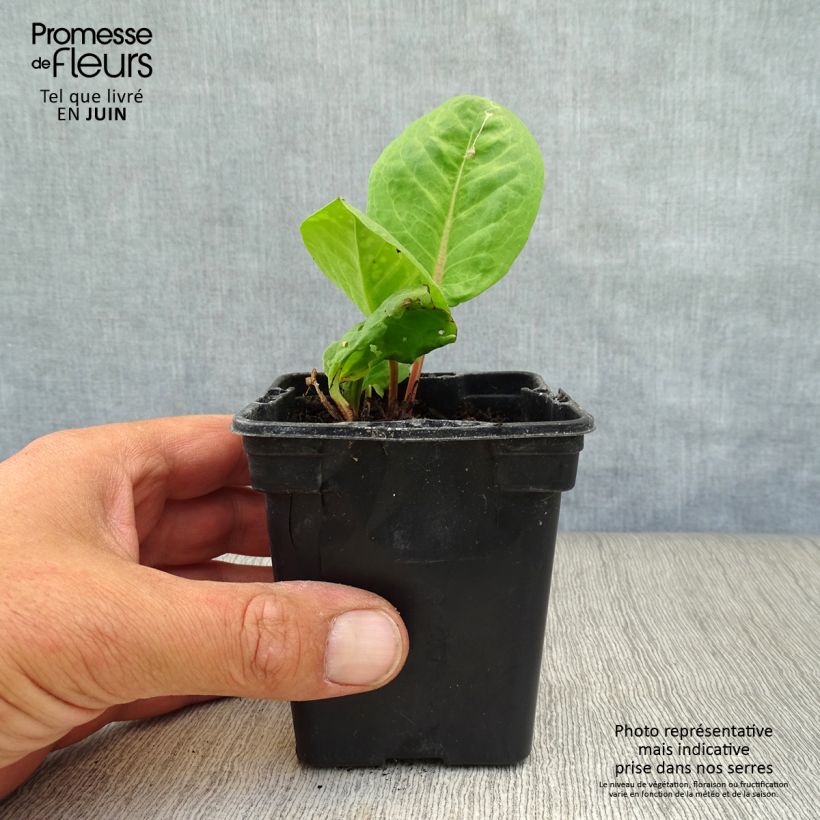 Spécimen de Oseille vierge - Rumex arifolius Godet de 8/9 cm tel que livré en été