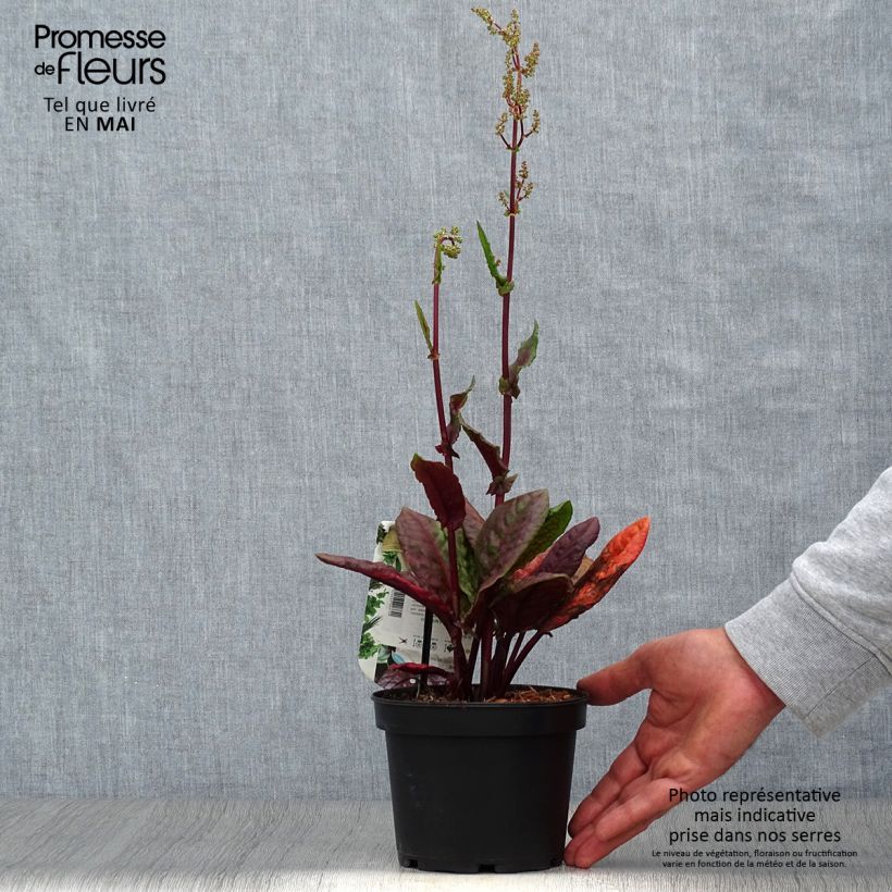 Spécimen de Oseille vierge rouge - Rumex arifolius Ruber Pot de 1,5L/2L tel que livré au printemps