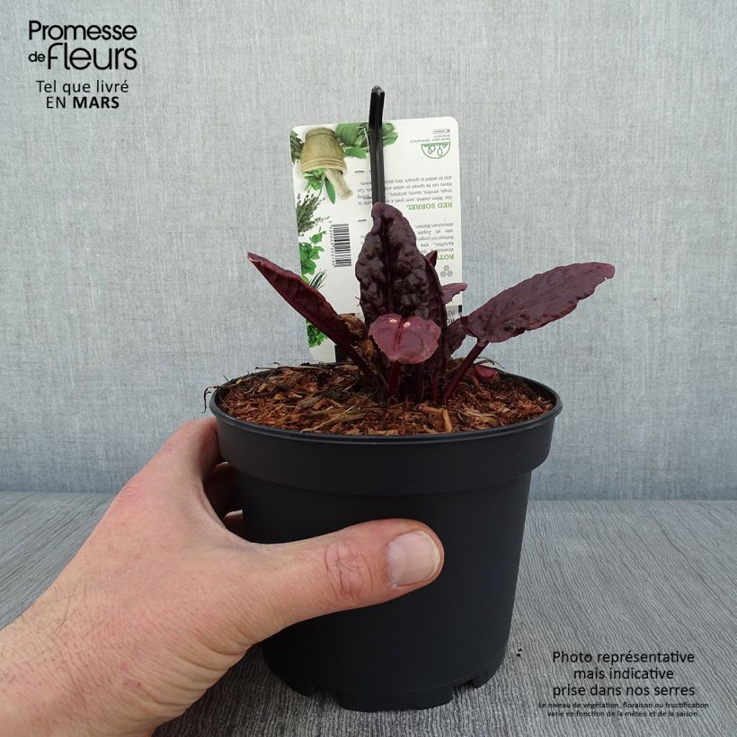 Spécimen de Oseille vierge rouge - Rumex arifolius Ruber Pot de 1,5L/2L tel que livré en hiver