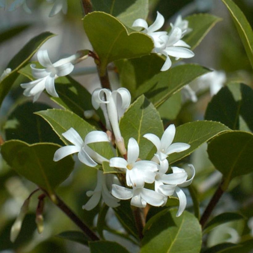 Osmanthus Heaven Scent - Osmanthe (Feuillage)