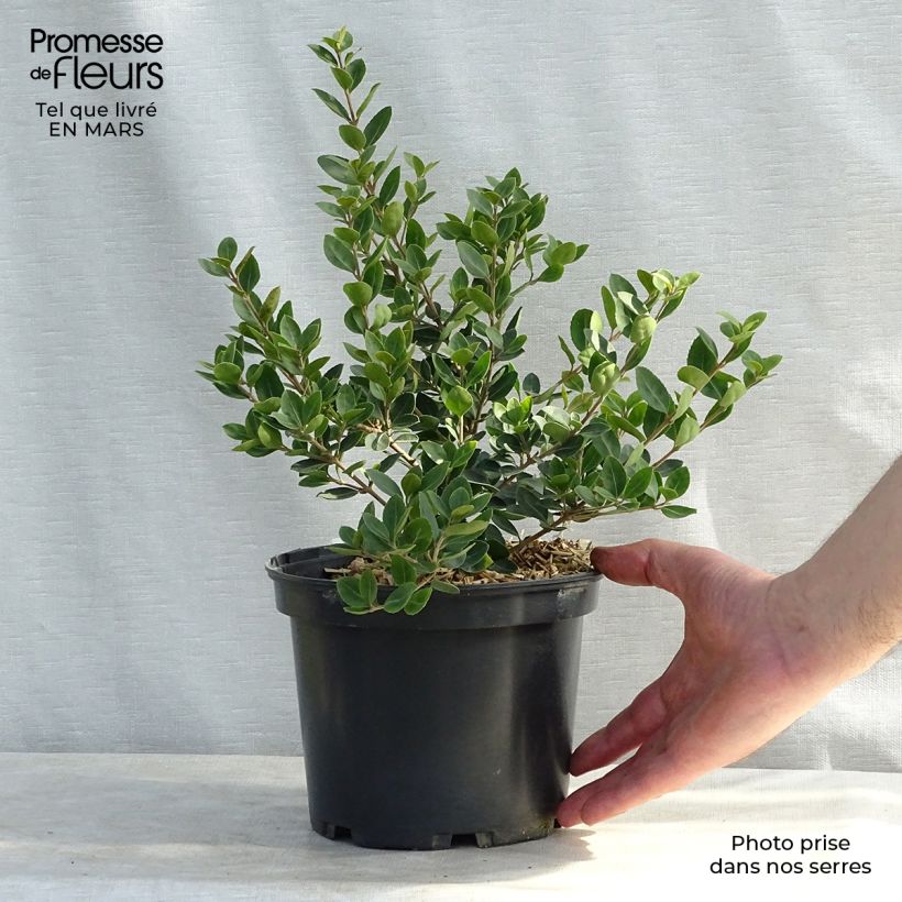 Spécimen de Osmanthus Heaven Scent - Osmanthe Pot de 1L/1,5L tel que livré au printemps