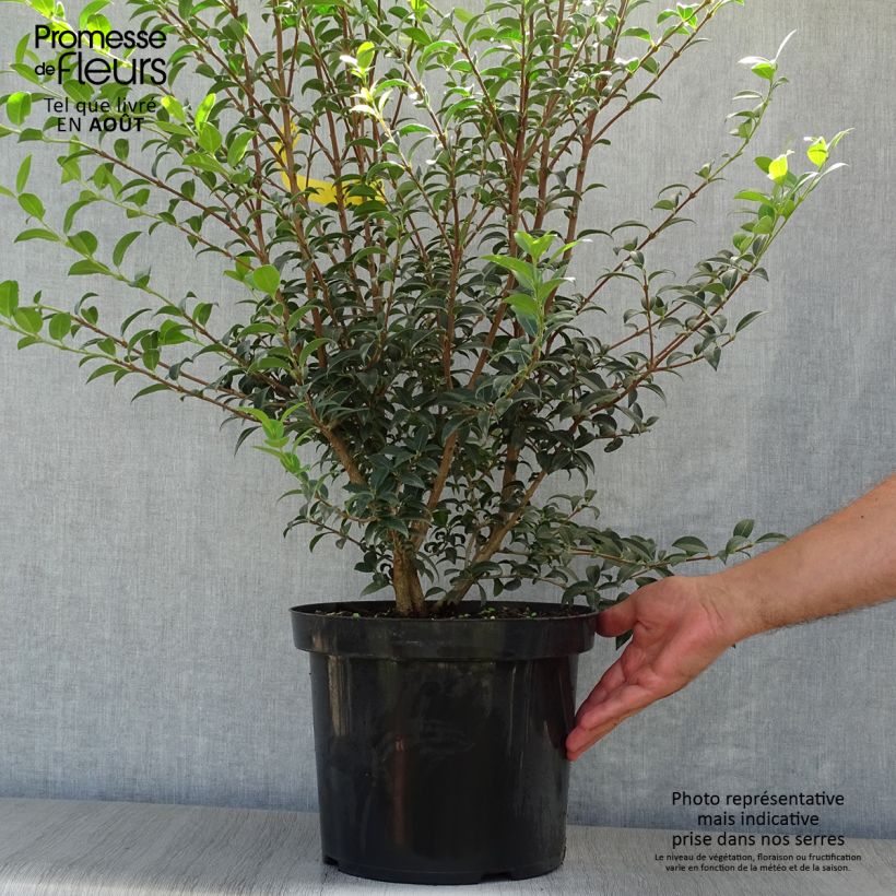 Spécimen de Osmanthus burkwoodii Pot de 6L/7L tel que livré en été