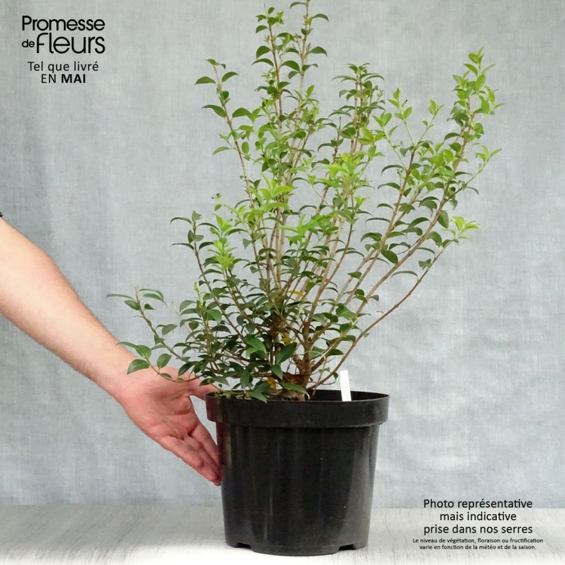 Spécimen de Osmanthus burkwoodii en pot de 7L tel que livré au printemps