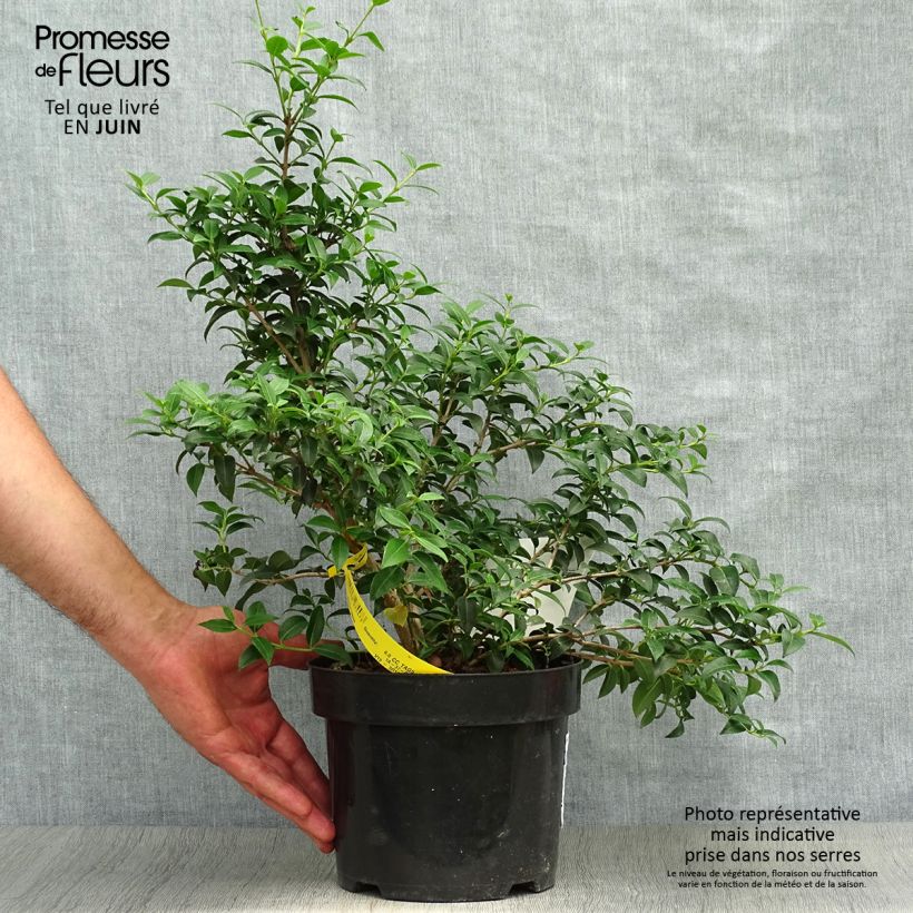 Spécimen de Osmanthus burkwoodii Pot de 2L/3L tel que livré en été