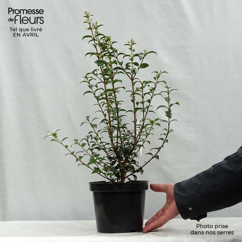 Spécimen de Osmanthus burkwoodii en pot de 2/3L tel que livré au printemps