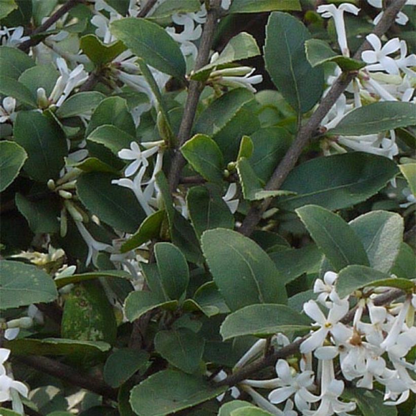 Osmanthus delavayi - Osmanthe de Delavay (Feuillage)