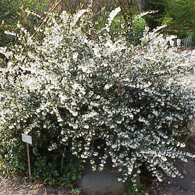 Osmanthus delavayi - Osmanthe de Delavay (Port)