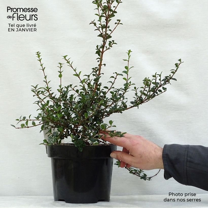 Spécimen de Osmanthus delavayi - Osmanthe de Delavay tel que livré en hiver