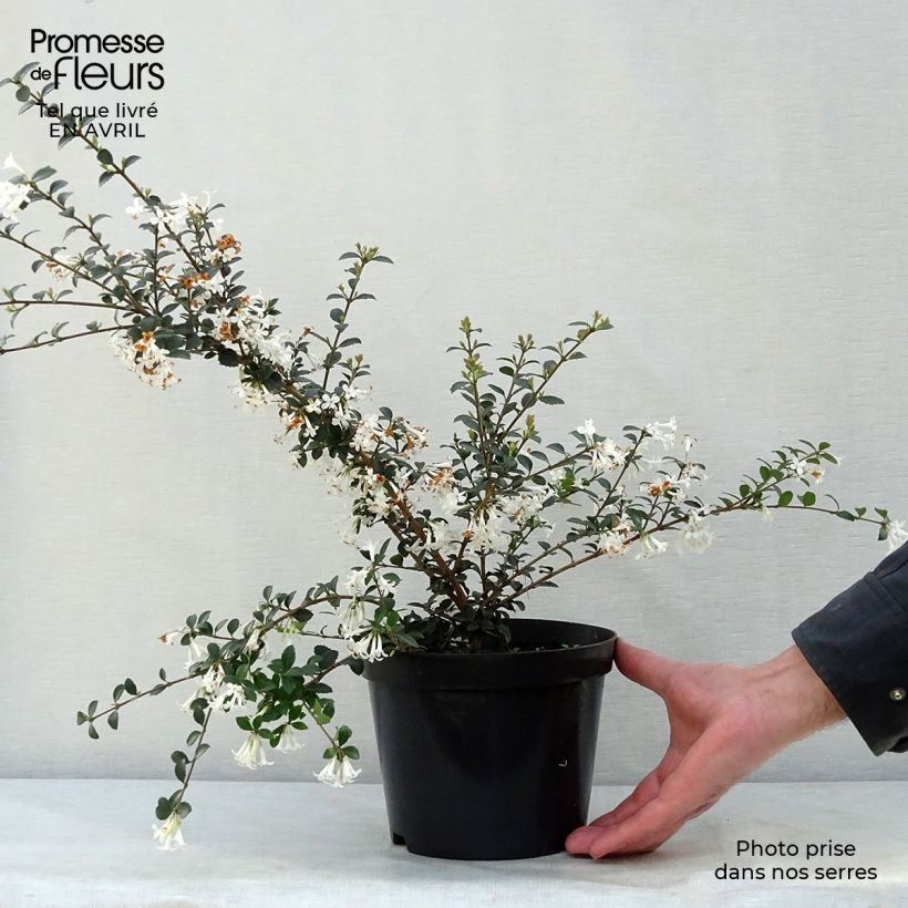 Spécimen de Osmanthus delavayi - Osmanthe de Delavay Pot de 2L/3L tel que livré au printemps