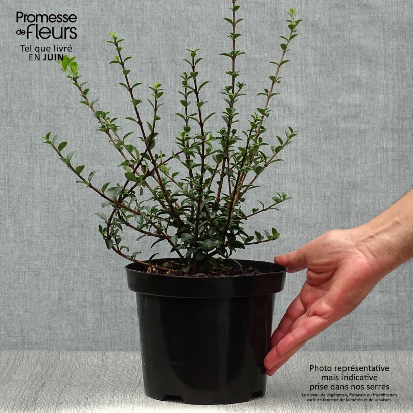 Spécimen de Osmanthus delavayi - Osmanthe de Delavay Pot de 2L/3L tel que livré en été