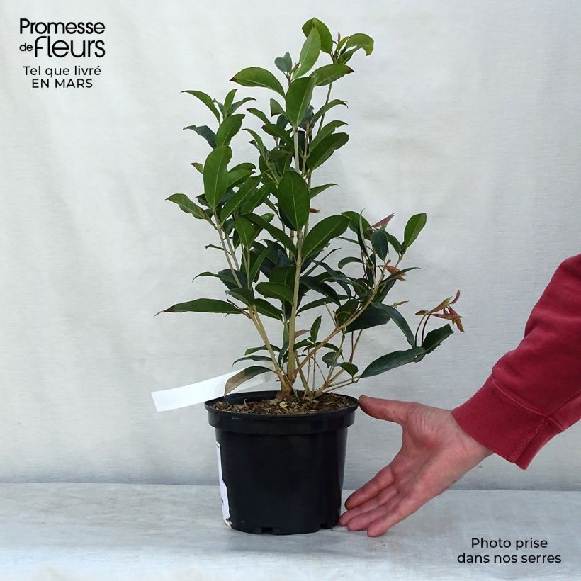 Spécimen de Osmanthus fragans - Osmanthe parfumé 2L/3L 40/60 cm Pot de 2L/3L tel que livré au printemps