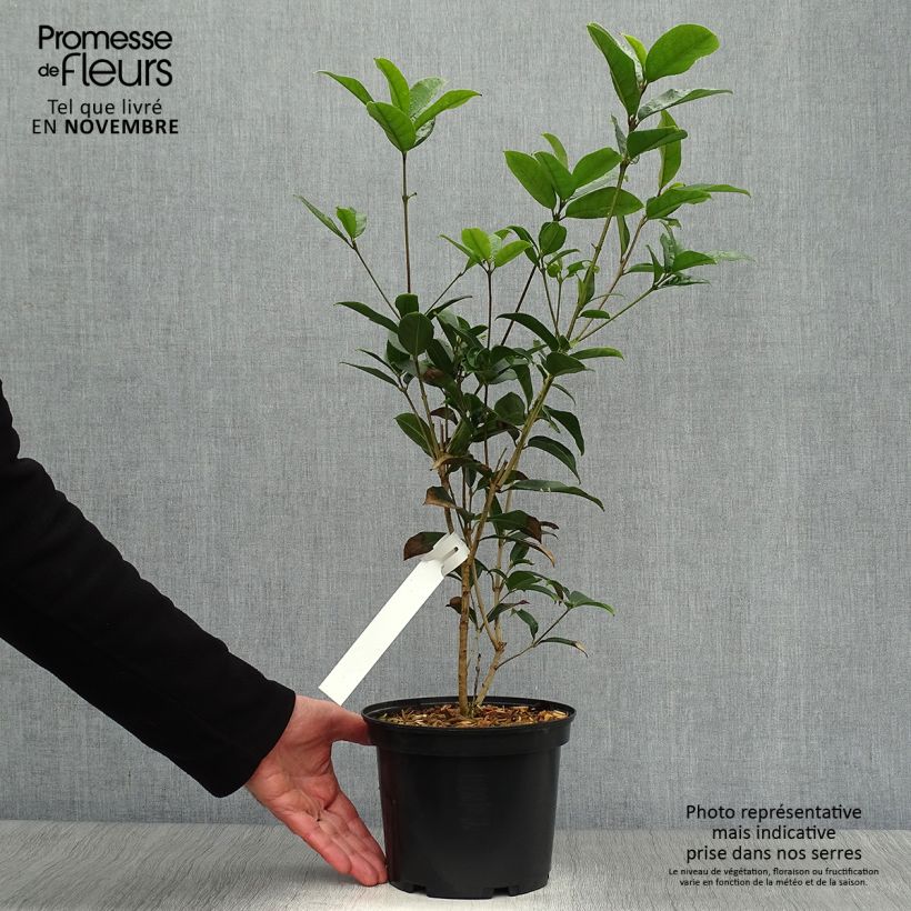 Spécimen de Osmanthus fragans - Osmanthe parfumé  Pot de 2L/3L tel que livré en automne