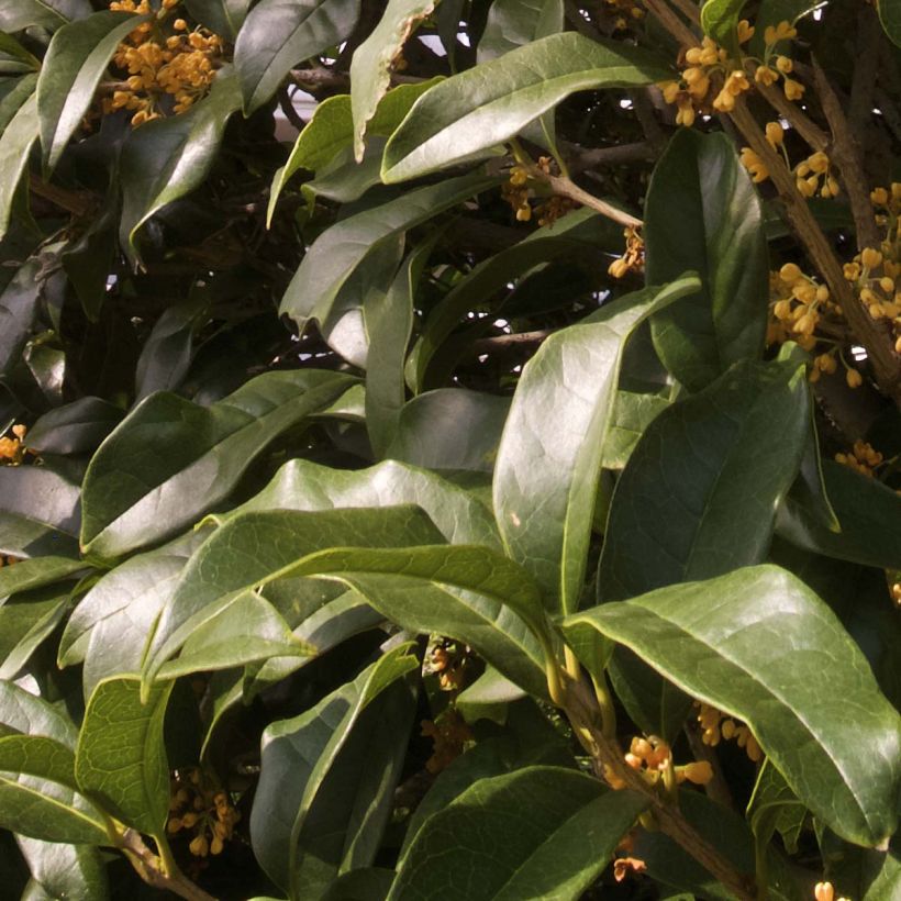 Osmanthus fragrans Aurantiacus - Osmanthe parfumé (Feuillage)