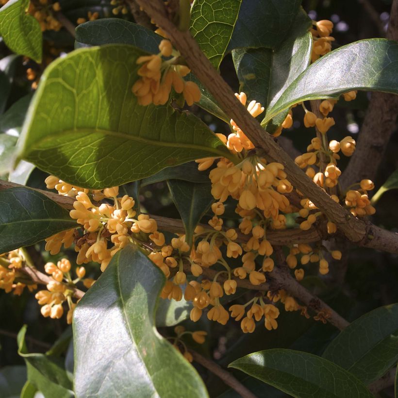 Osmanthus fragrans Aurantiacus - Osmanthe parfumé (Floraison)