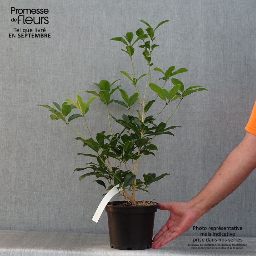 Spécimen de Osmanthus fragrans Aurantiacus - Osmanthe parfumé Pot de 2L/3L tel que livré en été