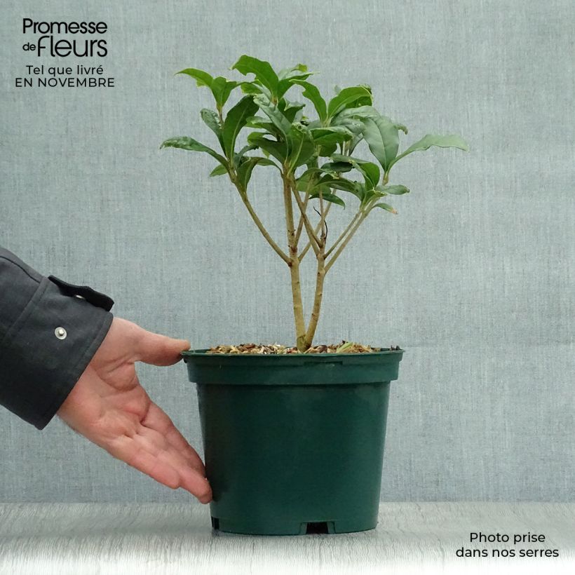 Spécimen de Osmanthus fragrans Aurantiacus - Osmanthe parfumé tel que livré en automne