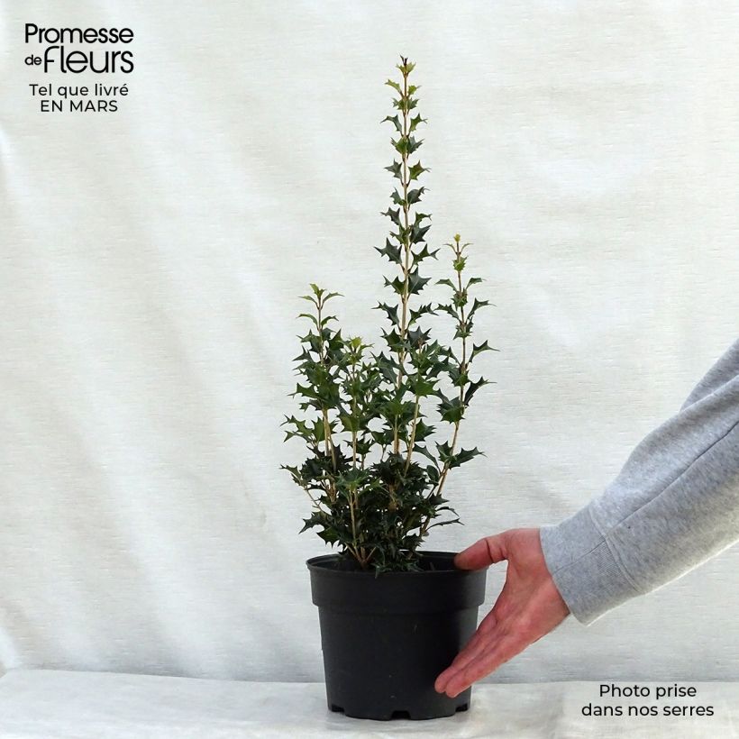 Spécimen de Osmanthus heterophyllus Gulftide 30/40cm en pot de 3L tel que livré au printemps