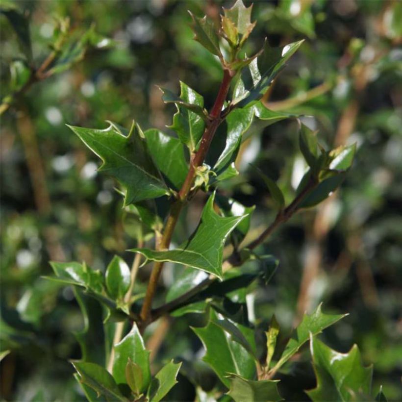 Osmanthus heterophyllus Gulftide (Feuillage)