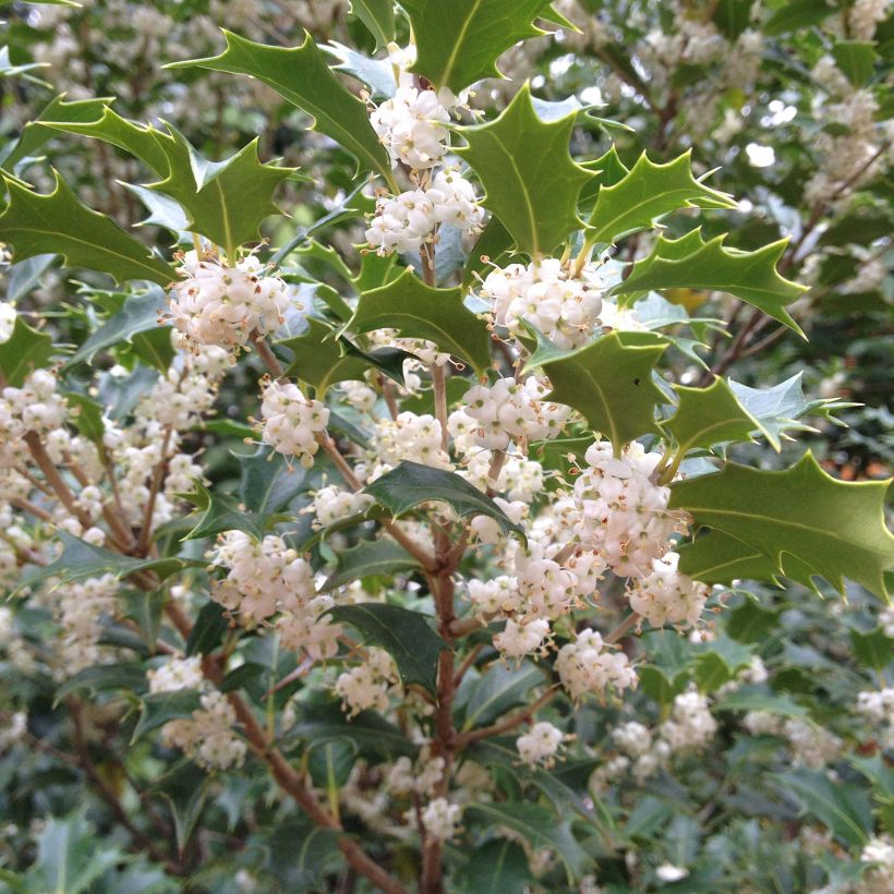 Osmanthus heterophyllus Gulftide (Floraison)