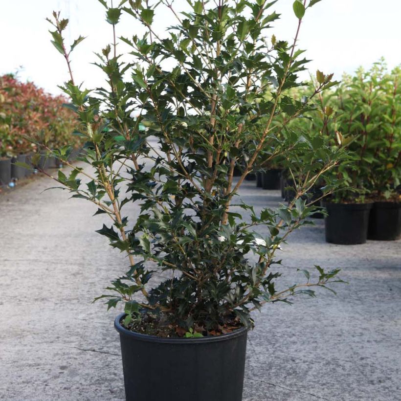 Exemple de spécimen de Osmanthus heterophyllus Gulftide 60/70cm en pot de 12L tel que livré