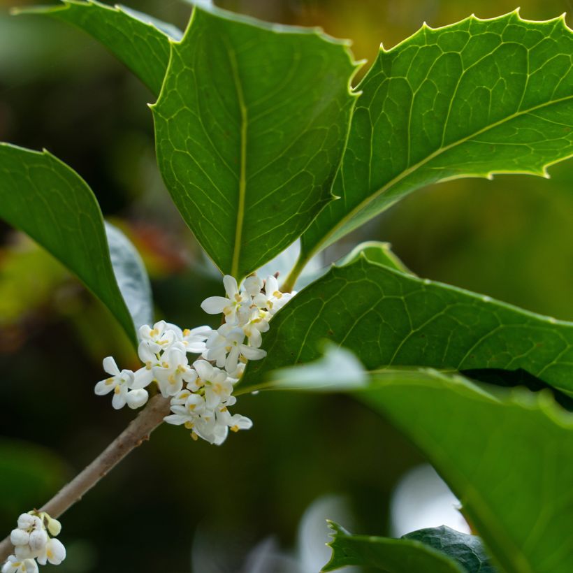Osmanthus heterophyllus - Osmanthe à feuilles de houx (Floraison)
