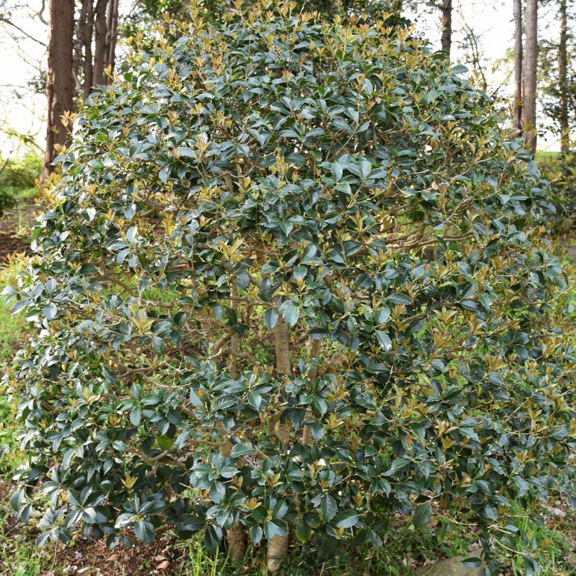 Osmanthus heterophyllus - Osmanthe à feuilles de houx (Port)