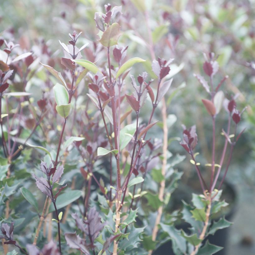 Osmanthus heterophyllus Purpureus (Feuillage)