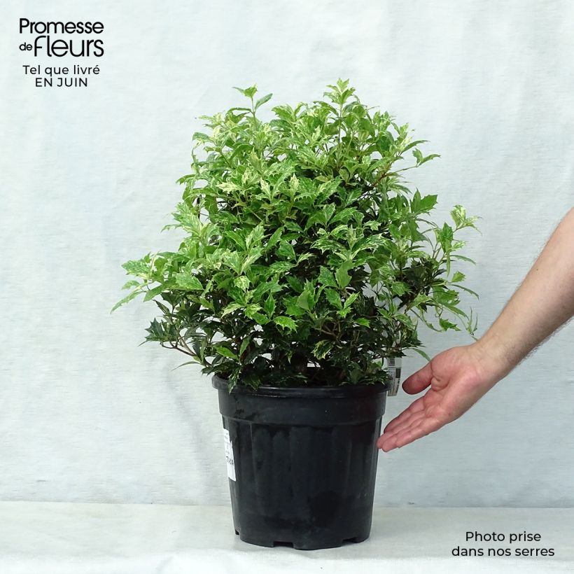 Spécimen de Osmanthus heterophyllus tricolor Pot de 7,5L/10L tel que livré en été