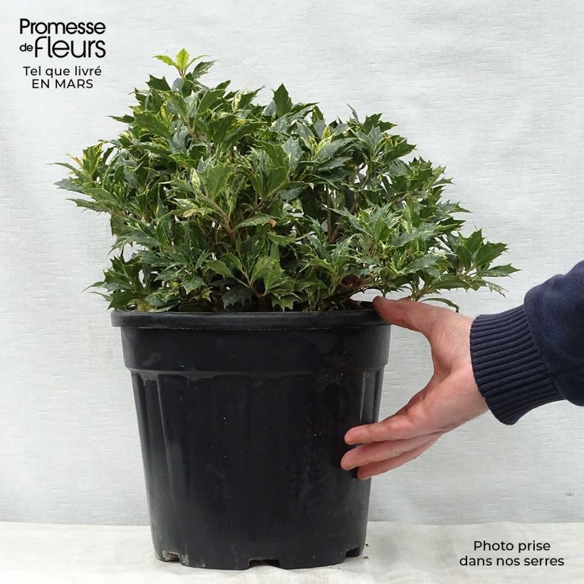 Spécimen de Osmanthus heterophyllus tricolor Pot de 7,5L/10LHauteur livrée env. 40/50cm tel que livré au printemps