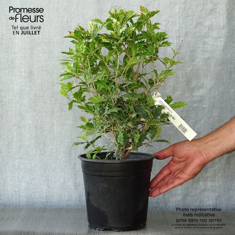 Spécimen de Osmanthus heterophyllus tricolor Pot de 4L/5L tel que livré en été