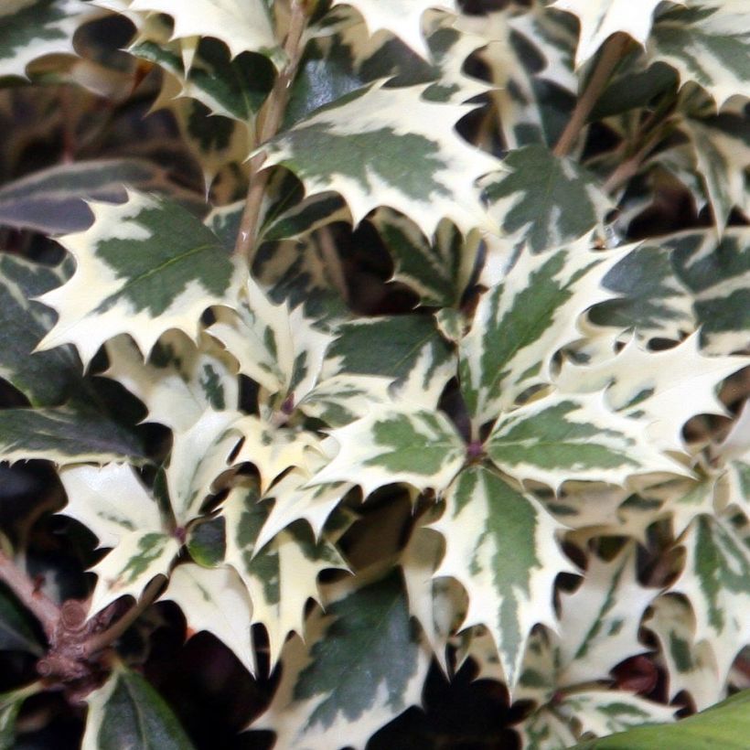 Osmanthus heterophyllus Variegatus - Osmanthe panaché (Feuillage)