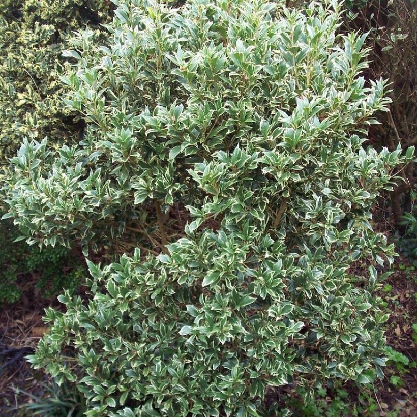 Osmanthus heterophyllus Variegatus - Osmanthe panaché (Port)