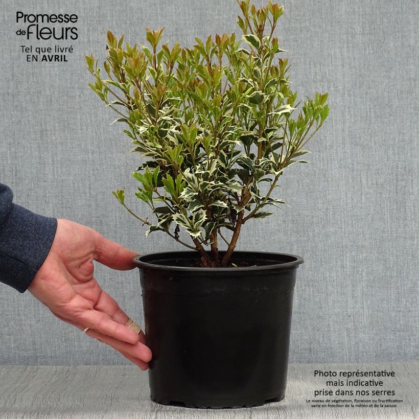 Spécimen de Osmanthus heterophyllus Variegatus - Osmanthe panaché en pot de 2L/3L tel que livré au printemps