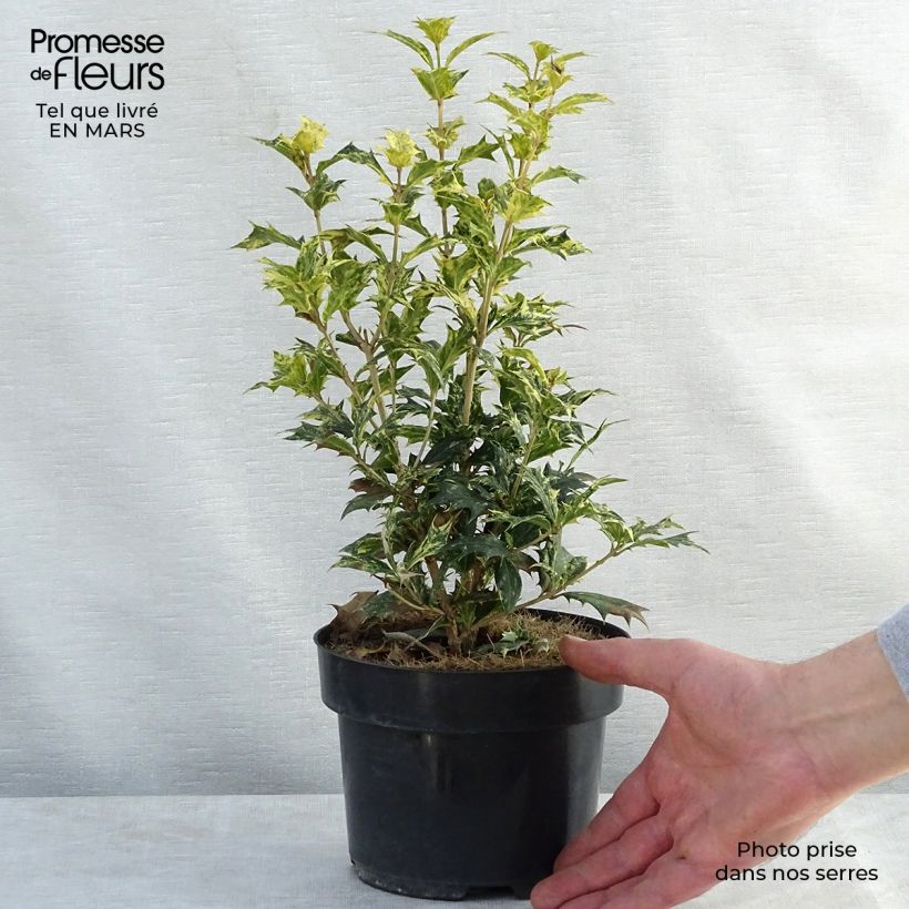 Spécimen de Osmanthus heterophyllus tricolor en pot de 2L tel que livré au printemps