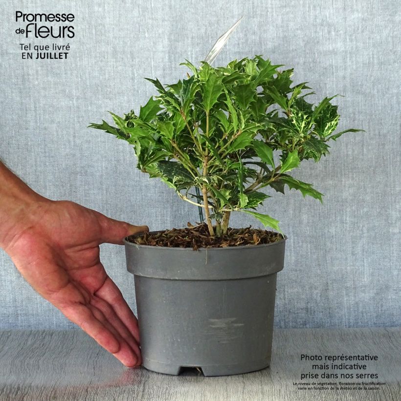 Spécimen de Osmanthus heterophyllus tricolor Pot de 2L/3L tel que livré en été