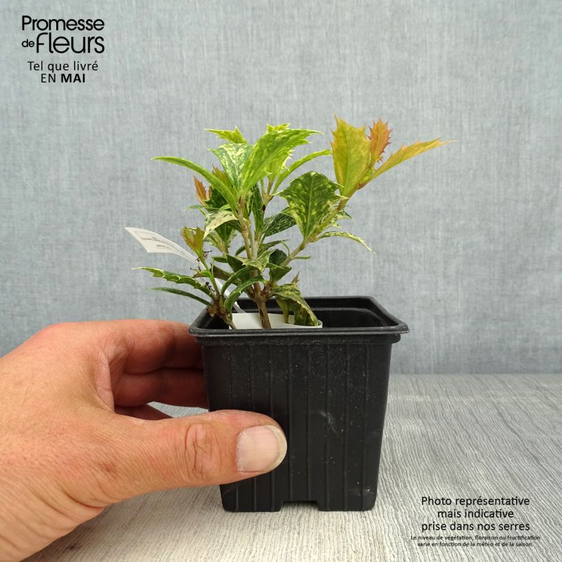Spécimen de Osmanthus heterophyllus tricolor en godet de 9cm tel que livré au printemps