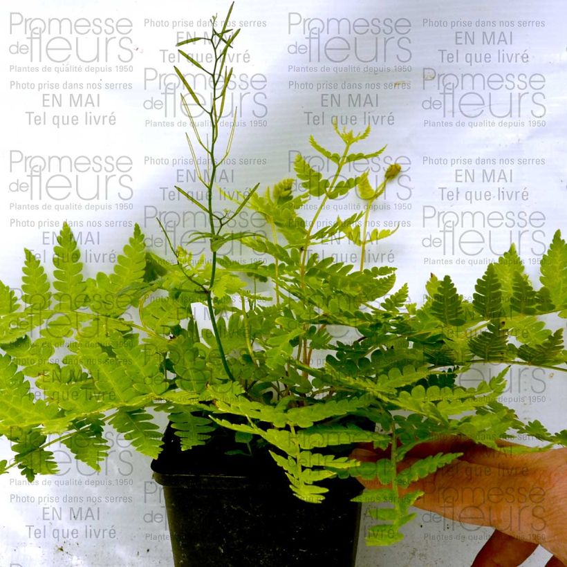 Exemple de spécimen de Osmunda cinnamomea - Osmonde, fougère Godet de 9cm tel que livré
