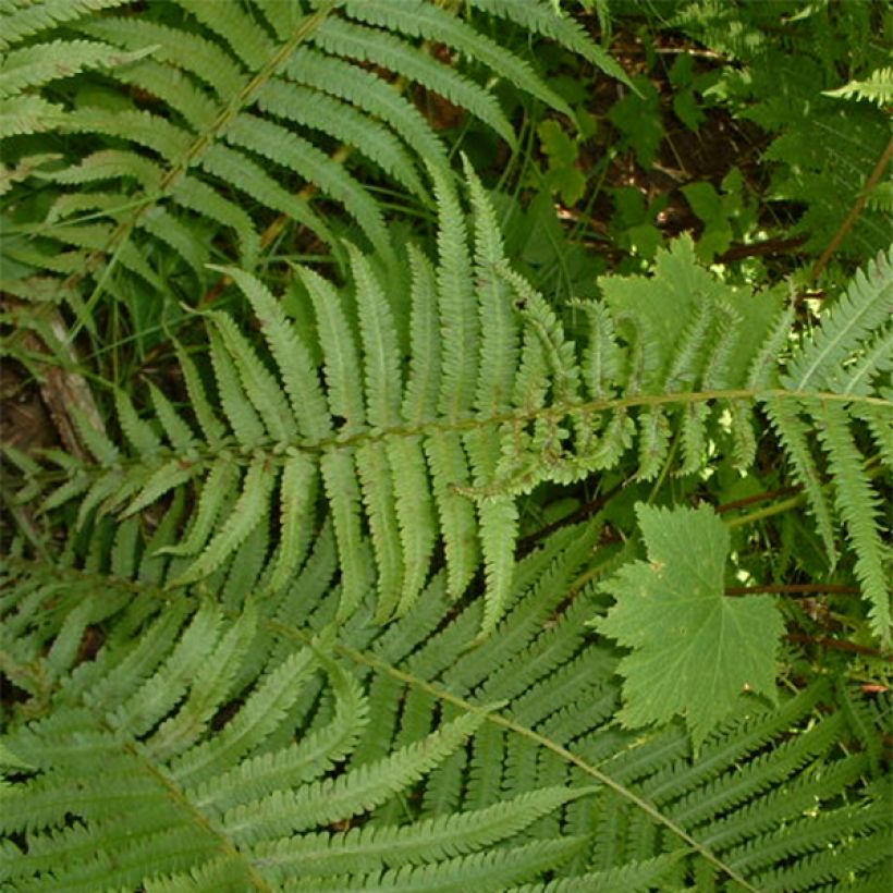 Osmunda claytoniana - Osmonde de Clayton, fougère (Feuillage)