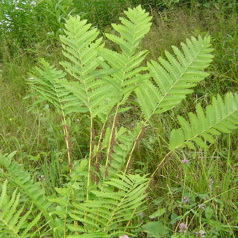 Osmunda claytoniana - Osmonde de Clayton, fougère (Port)