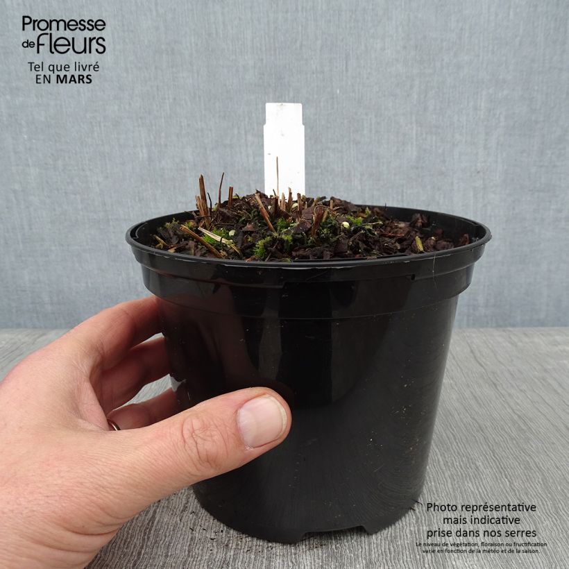 Spécimen de Osmunda claytoniana - Osmonde de Clayton, fougère Pot de 2L/3L tel que livré en hiver