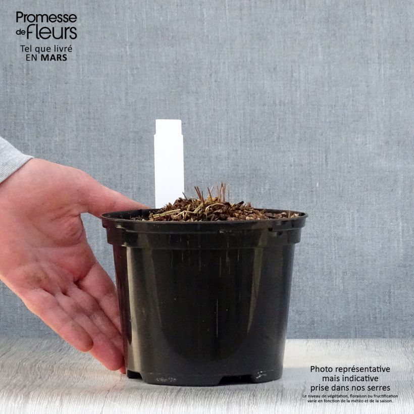 Spécimen de Osmunda claytoniana - Osmonde de Clayton, fougère Pot de 2L/3L tel que livré au printemps