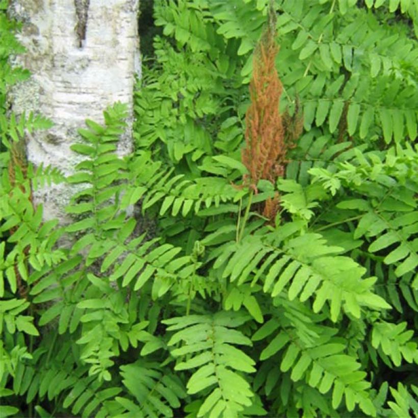 Osmunda regalis Purpurascens - Osmonde royale, fougère (Feuillage)