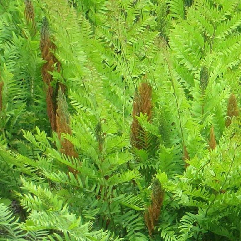 Osmunda regalis Purpurascens - Osmonde royale, fougère (Floraison)