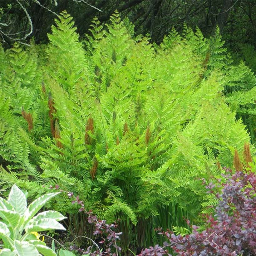 Osmunda regalis Purpurascens - Osmonde royale, fougère (Port)