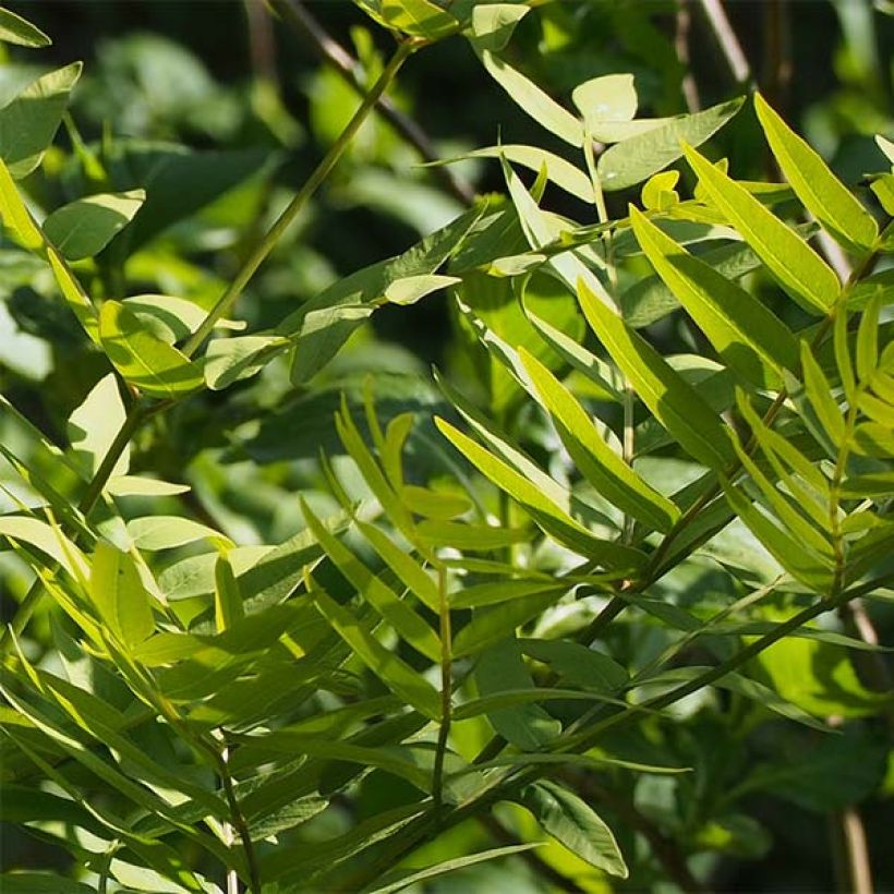 Osmunda japonica - Fougère (Feuillage)